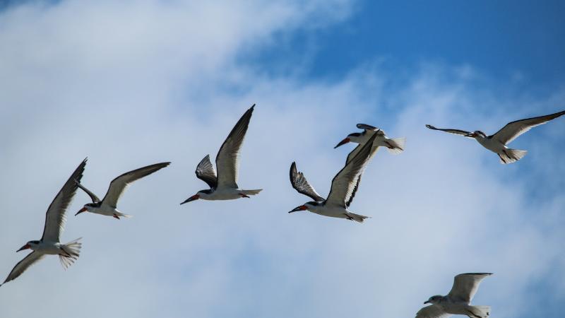 long-beaked black and white birds fly against a blue sky