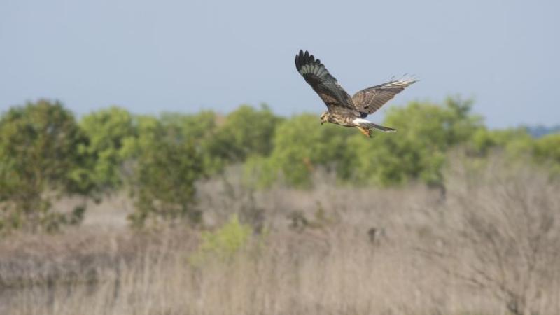 a snail kite flies across a prairie landscape