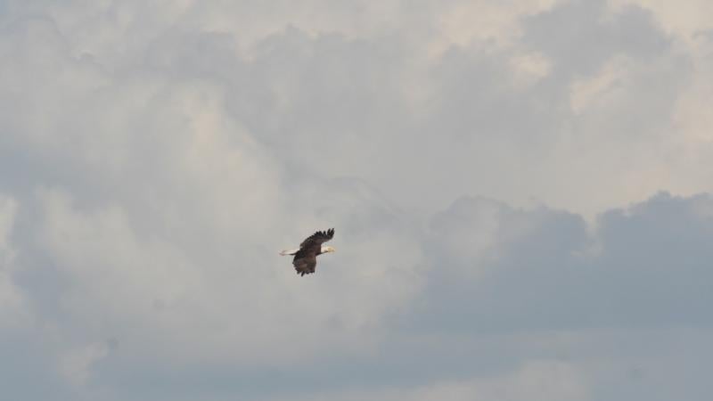 A photo of an eagle flying