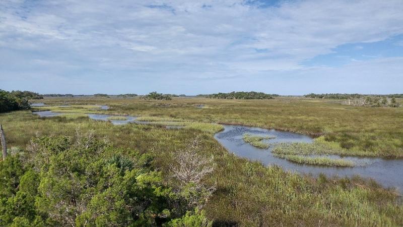 Image of a tidal creek on the seven mile loop trail at crystal river preserve state park.