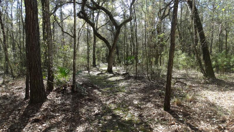 a shaded canopy of oak and other trees stretches over a narrow trail through leaves