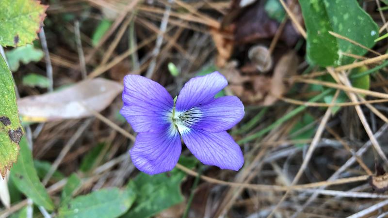 A purple violet nestles alongside green smilax vines/