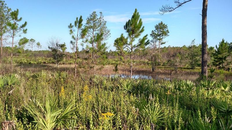 pine trees grasses and shrubs stick out of partially submerged ground