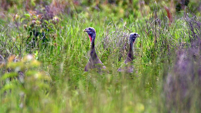 A pair of wild turkey peak their heads out of the grass