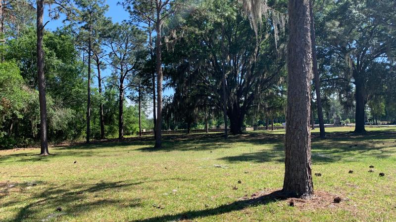 trees in an open grassy area