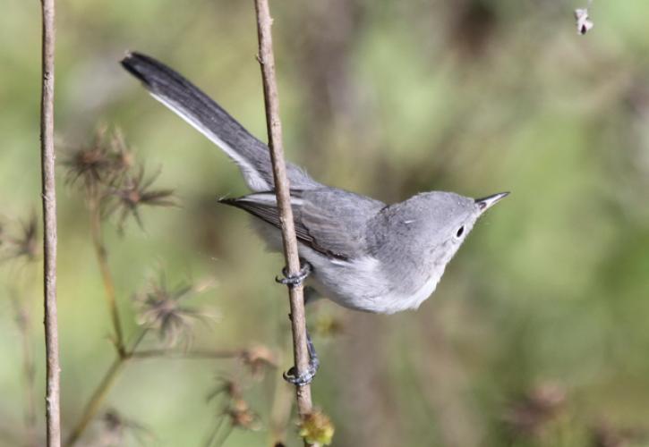 A view of a gray gnatsnatcher bird perched on a twig.