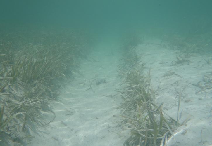 Propeller Scar through sea grass flat