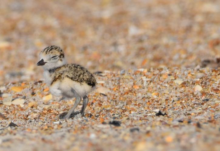 Bird on the beach