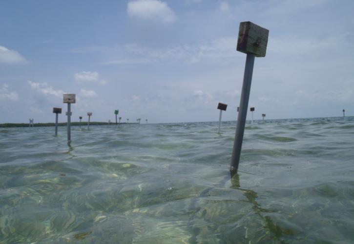 bird stakes in the restoration site