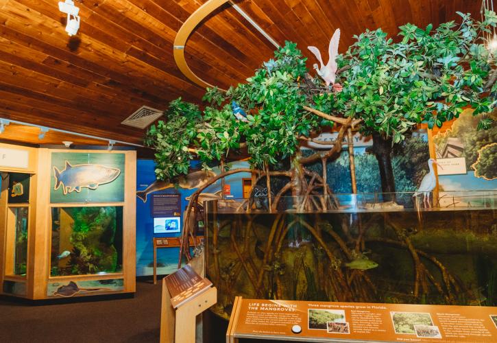 Visitor's Center Mangrove Tank