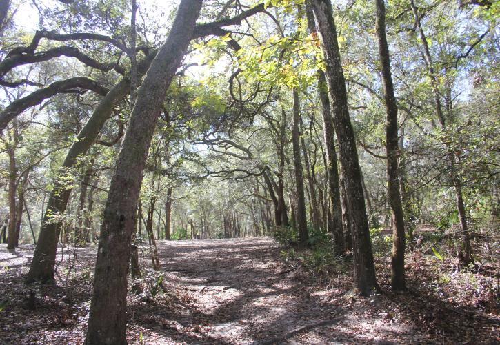 Oak trees bend towards a sunny trail in a floodplain forest