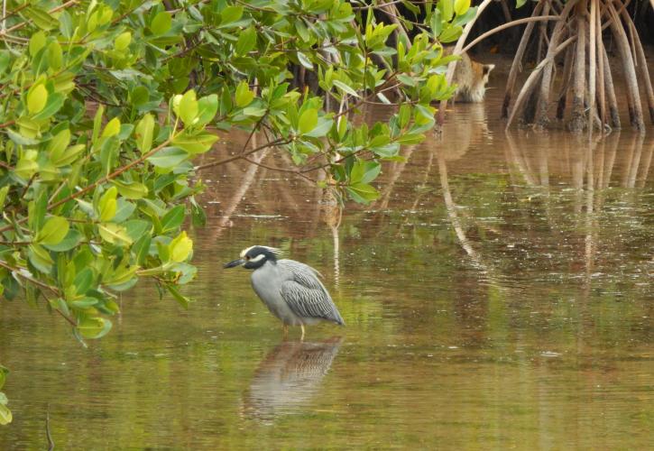 Heron wading in the water