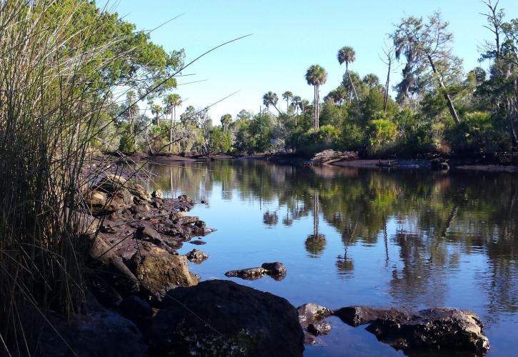 Econfina River Bank