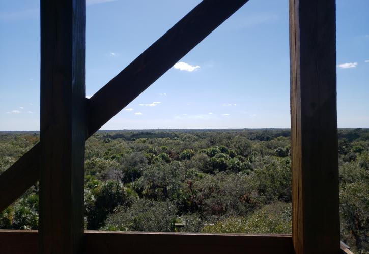 View of treetops through the canopy walkway structure