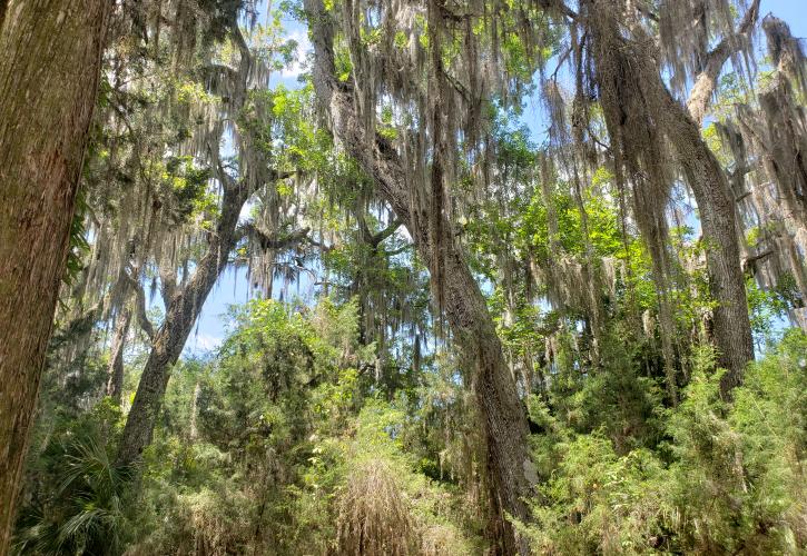 Towering oaks draped with spanish moss. 