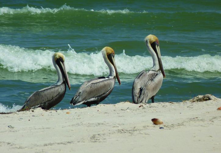 Pelicans on the beach