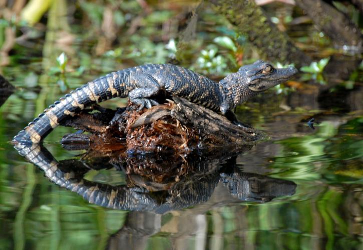 Collier-Seminole Alligator Baby