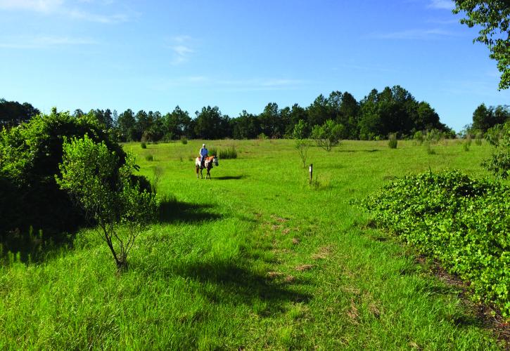 Equestrain on Field