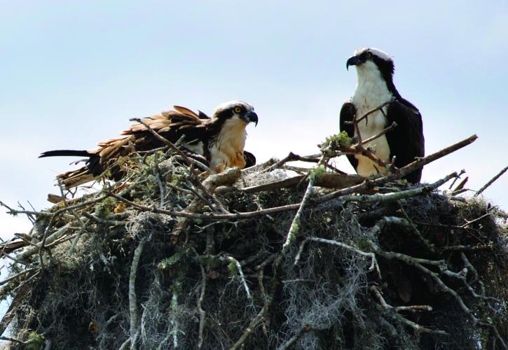 Two osprey on the nest.