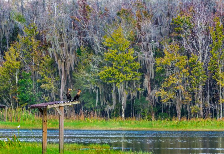 Two cormorants at Colt Creek