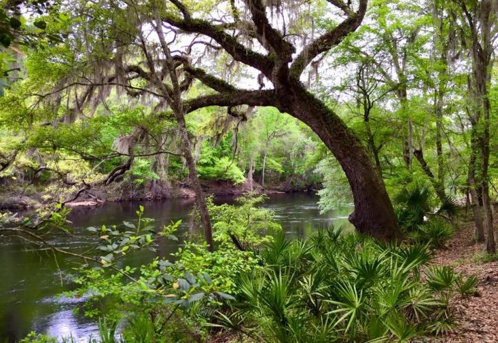 Suwannee River Wilderness