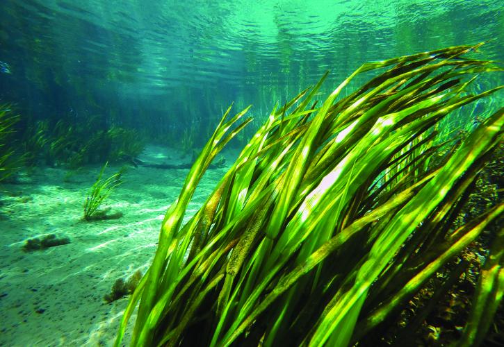 Underwater view of eel grass at Ichetucknee Springs State Park
