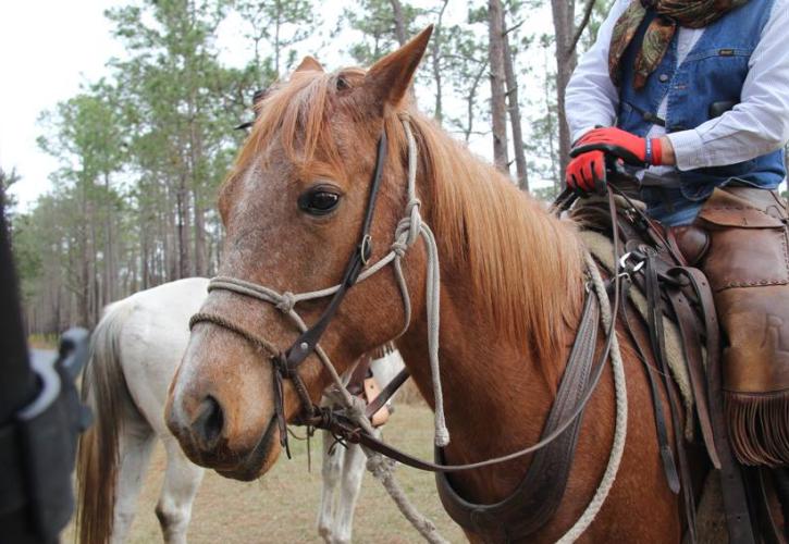 Horse at Colt Creek