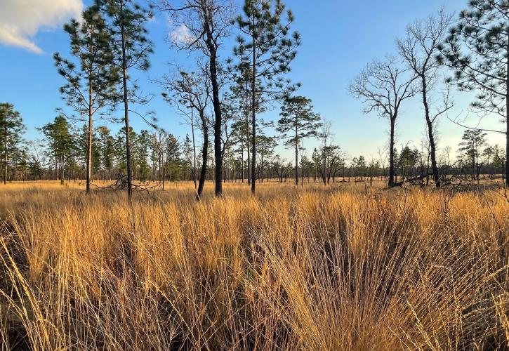 Trees at Ichetucknee