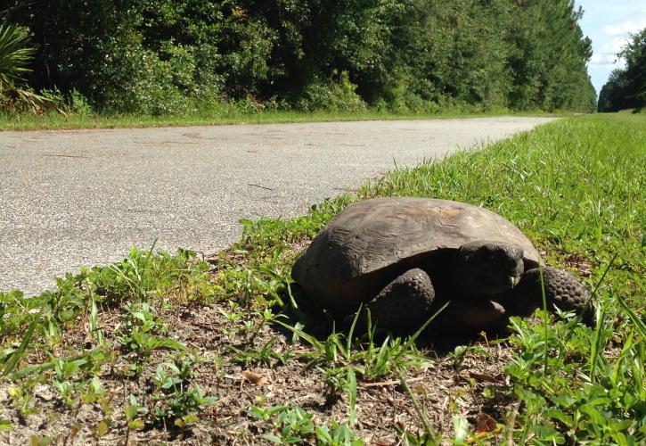 Palatka to St. Augustine Turtle