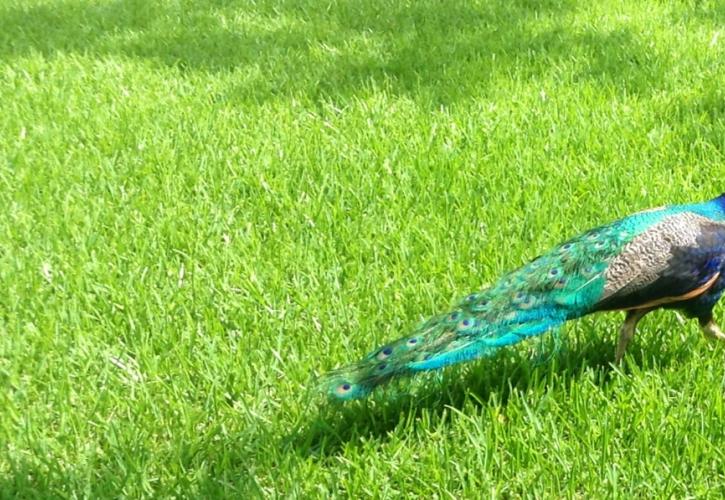A view of a blue. green. and gray peacock.