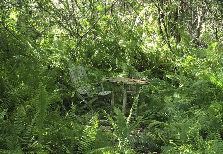 Fakahatchee Strand Preserve State Park