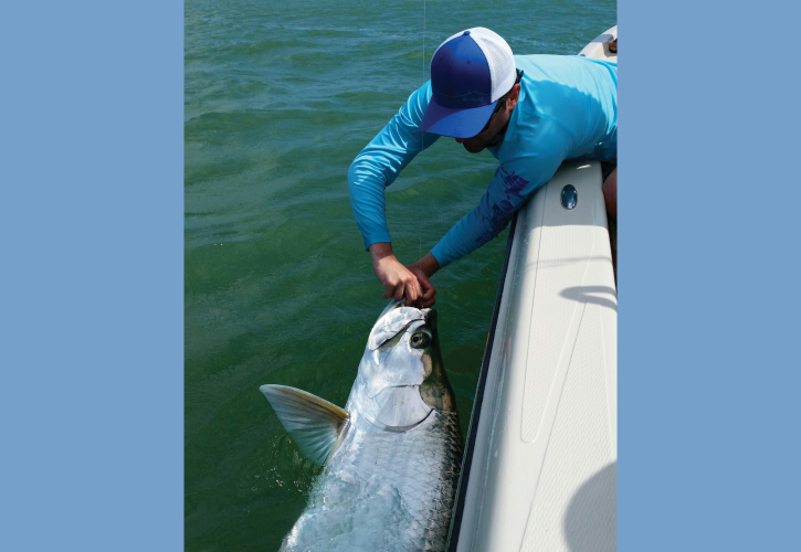 Man pulling a tarpon up alongside a boat in Florida's salt water.
