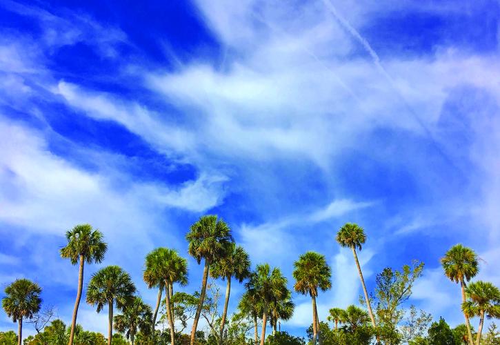 St. Marks Preserve