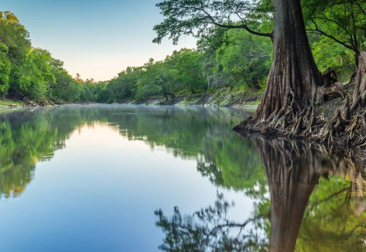 Suwannee River Wilderness