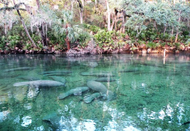 Blue Spring State Park
