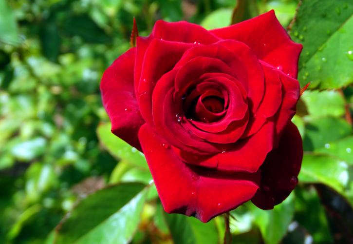 Red Rose with water droplets on the petals