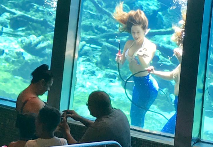 A view of one of the mermaid performers from the underwater observatory.