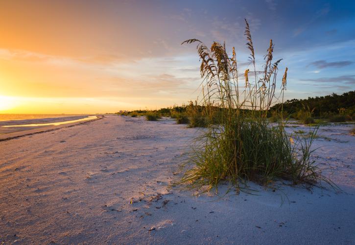 Lovers Key Sea Oats