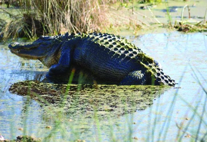 St. Marks Preserve