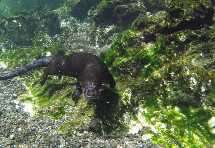 Otter