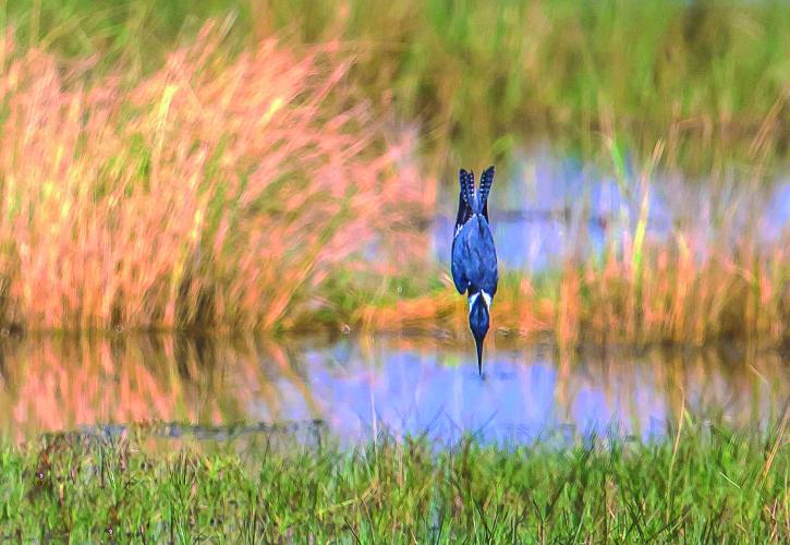 St. Marks Preserve