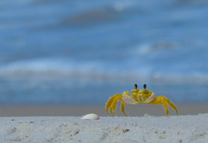 A view of a yellow crab walking across the sand.