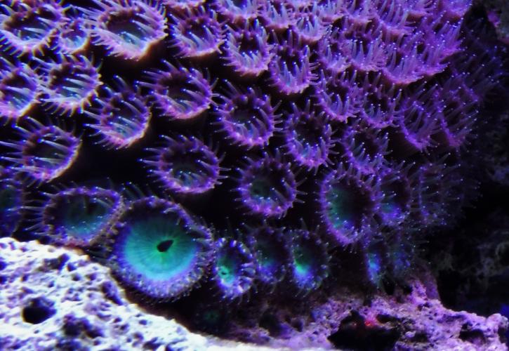 A view of the purple flora under the water.