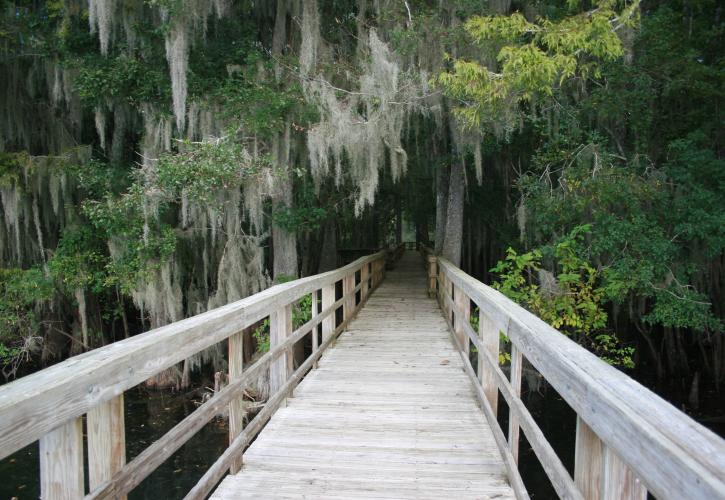 Boardwalk at Manatee Springs State Park