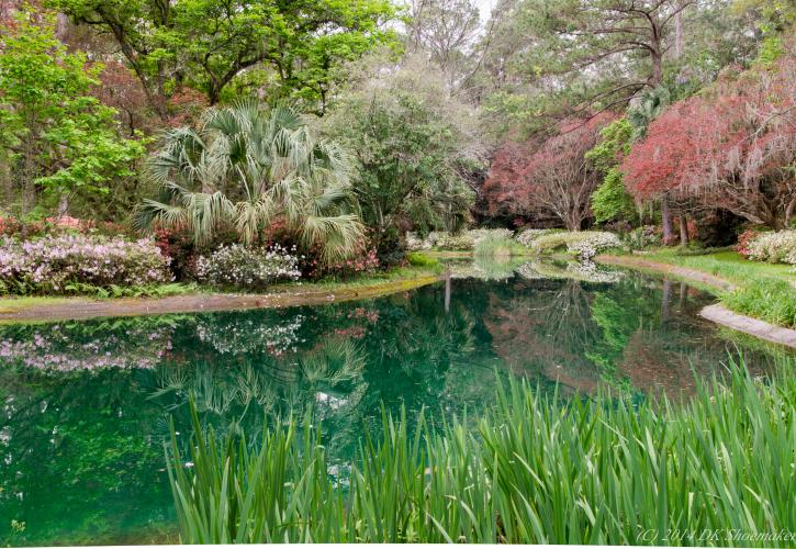 pond overlook