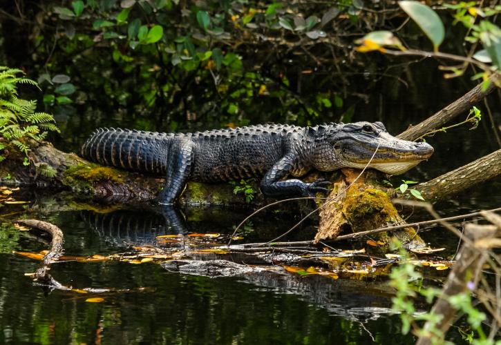 Fakahatchee Strand Preserve State Park
