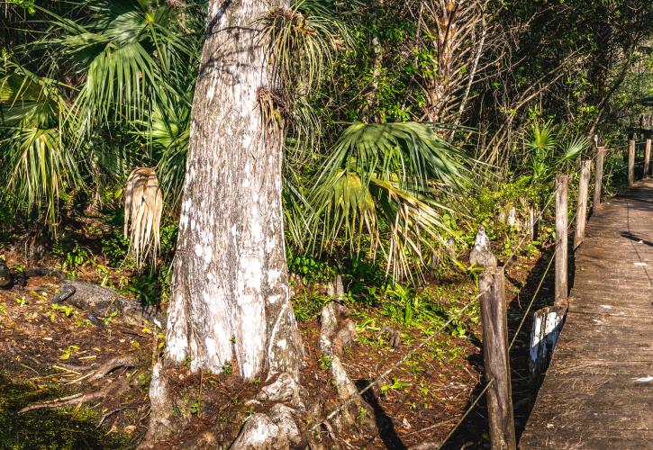 Fakahatchee Strand Preserve State Park