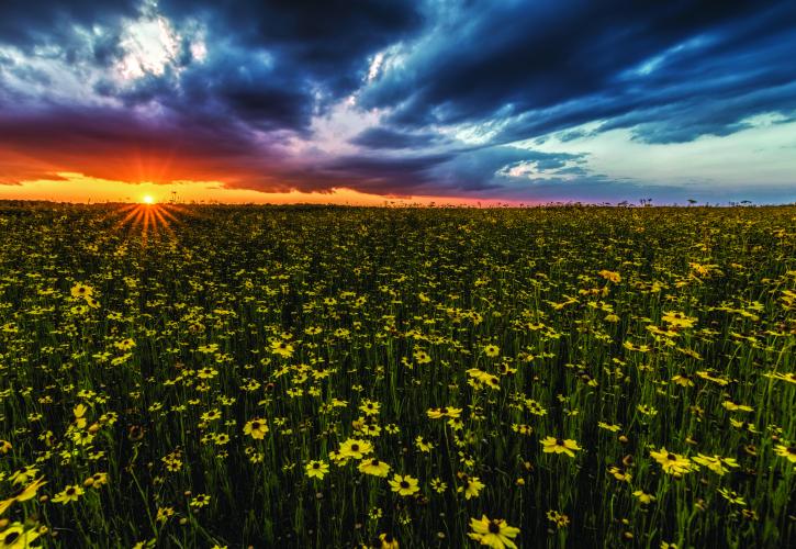 Prairie during sunset