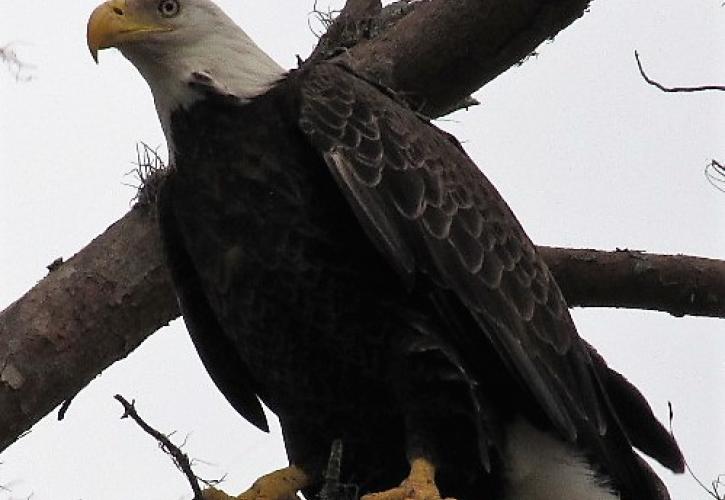 A view of a bald eagle.