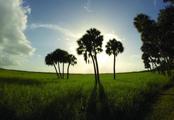 Landscape with Palms